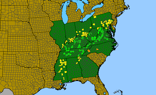 The range of Matelea obliqua